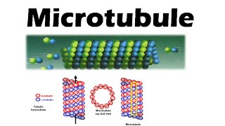 Microtubules and microfilaments  assembly and function [upl. by Nicram]