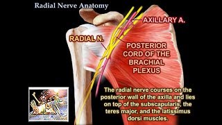 Radial Nerve Anatomy  Everything You Need To Know  Dr Nabil Ebraheim [upl. by Noman820]