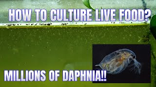 How to Culture Daphnia Secret Method to Breed MILLIONS  Simply Aquatic [upl. by Damita]