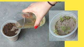 How to grow cumin from seeds grow zeera [upl. by Aehtela215]