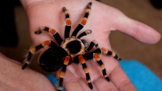 Handling beautiful Mexican Giant Red knee tarantula B annitha Inferion7 [upl. by Doownyl]