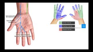 Branches of the Ulnar amp Median Nerves in Hand [upl. by Yokoyama598]