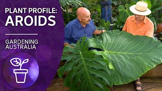 Addicted to Aroids  Plant profile  Gardening Australia [upl. by Seedman]