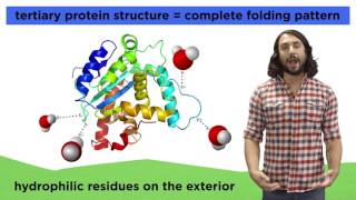 Protein Structure [upl. by Joashus519]