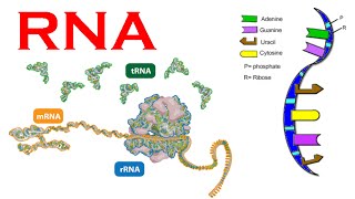 RNA structure and synthesis and types [upl. by Cad]