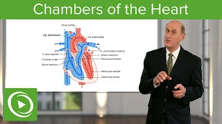 Chambers of the Heart – Cardiology  Lecturio [upl. by Anana203]