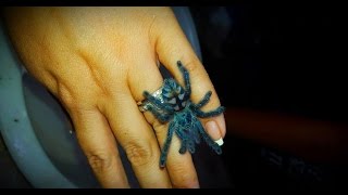 Sling Care Avicularia Caribena versicolor care by the Deadly Tarantula Girl [upl. by Killam763]