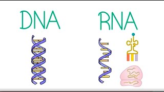 The Difference Between DNA and RNA [upl. by Johny]