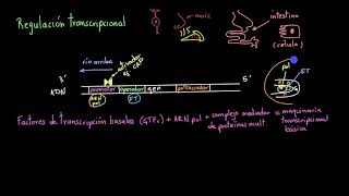 Regulación de la transcripción  Khan Academy en Español [upl. by Seeto]