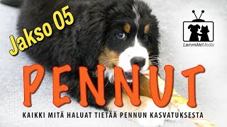 Koirat Pennut  Pureminen kuriin  jakso 05 [upl. by Trebloc]