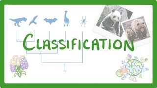 GCSE Biology  Classification 80 [upl. by Woodie683]