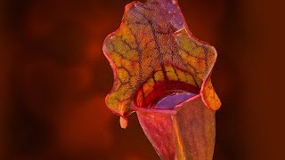 SARRACENIA CARE CONDITIONS  PITCHER PLANT [upl. by Nyrak]