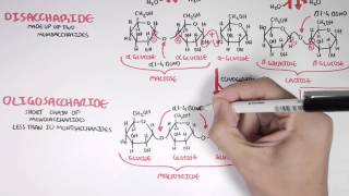 Biochemistry of Carbohydrates [upl. by Rabma]