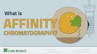 Affinity Chromatography Explained [upl. by Annirok]