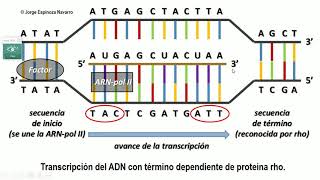 Transcripción y traducción del ADN [upl. by Lleznov]