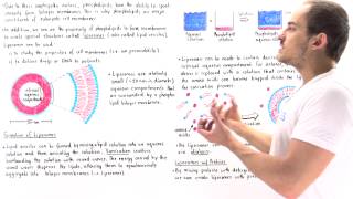 Liposomes Lipid vesicles [upl. by Notgnirra]