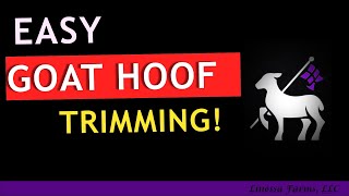 How to Trim Goat Hooves Fixing bad hooves Learn how here [upl. by Clie634]