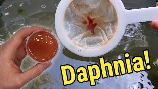 How I Culture Daphnia In Outdoor Tubs [upl. by Rheims]