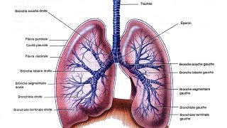 Appareil Respiratoire explication des organes clés [upl. by Dibri]