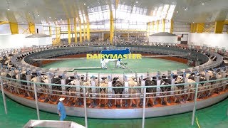 Huge 100 unit rotary milking parlour  Baladna Farm Qatar [upl. by Annawot184]