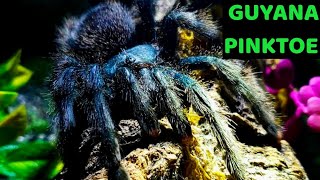 Guyana Pinktoe Tarantula Avicularia avicularia Care amp Husbandry [upl. by Naraj591]