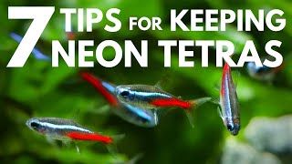 7 Tips for Keeping Neon Tetras in an Aquarium [upl. by Odlaniger114]