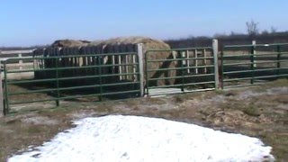 Cattle Winter Feeding Structure [upl. by Meelas]