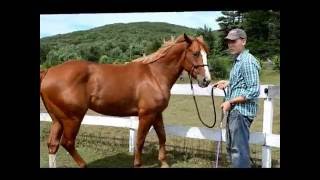 How To Teach A Horse To Side Pass [upl. by Franklin]