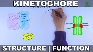 Kinetochore  Structure and Function [upl. by Ostler841]