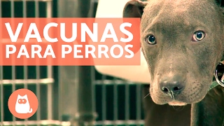 Vacunas para perros cachorros y adultos  CONSEJOS VETERINARIOS [upl. by Eylsel]