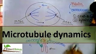 Microtubule polymerization trade milling and function [upl. by Anihta]