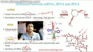 mRNA tRNA and rRNA [upl. by Hefter]