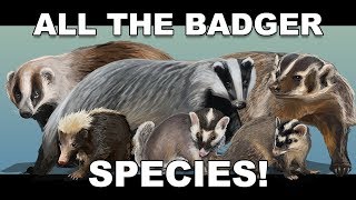 All the Badger species [upl. by Gninnahc]