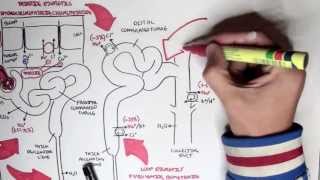 Pharmacology  Diuretics [upl. by Htabazile]