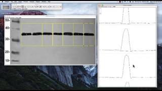 ImageJ tutorial Band Intensity [upl. by Hidie]