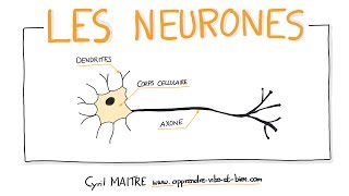 NEUROSCIENCES EN DESSINS  Les neurones [upl. by Aroda95]