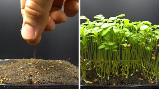 Growing Garden Cress Time Lapse [upl. by Wrigley985]