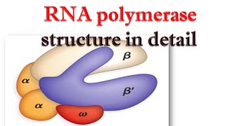 RNA polymerase structure in detail [upl. by Erick]