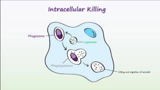 Phagocytosis [upl. by Annaor]