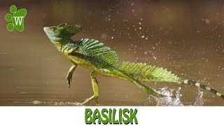 Basilisk  The Jesus Christ Lizard [upl. by Keeton]