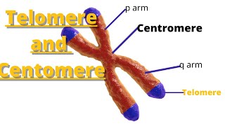 telomere and centromere  Definition and Characteristics [upl. by Skip]