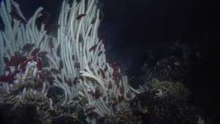 Giant Tube Worms of the Galapagos  Nautilus Live [upl. by Kruger]