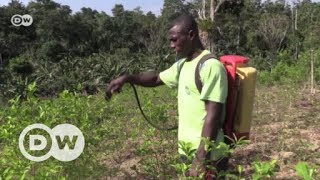 El controvertido uso de glifosato en Colombia [upl. by Airekahs]