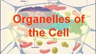 Organelles of the Cell [upl. by Amis]