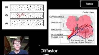 Transport Across Cell Membranes [upl. by Noirred]