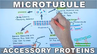 Accessory Proteins of Microtubule Cytoskeleton System [upl. by Rahr]