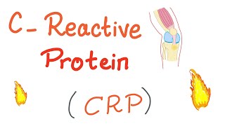 CReactive Protein CRP  Inflammation  Acute phase reactant [upl. by Bronwyn]