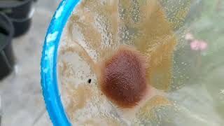 How to culture daphnia moina in a small container Part 1 English Subtitle [upl. by Gibbons30]