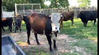 RAISING BEEF CATTLE FOR BEGINNERS – Feeding amp Working Your Cattle [upl. by Cal]