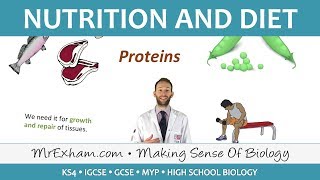 Nutrition and Diet  GCSE Biology 91 [upl. by Damali887]